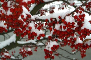 Taking care of your Indoor and Outdoor plants in Bellingham, WA in the winter