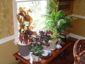 Houseplants need additional light in the winter months